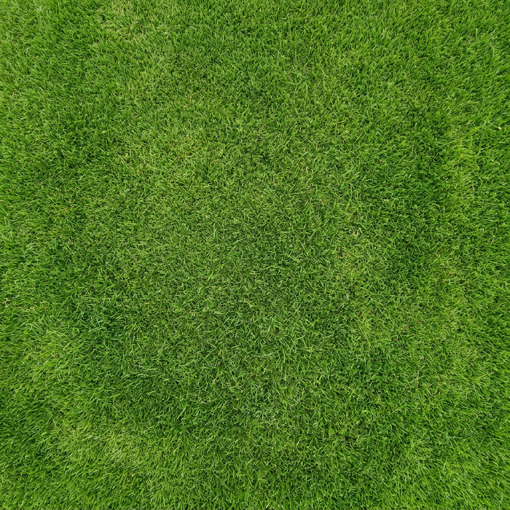 Dense, vibrant green grass covering the entire frame